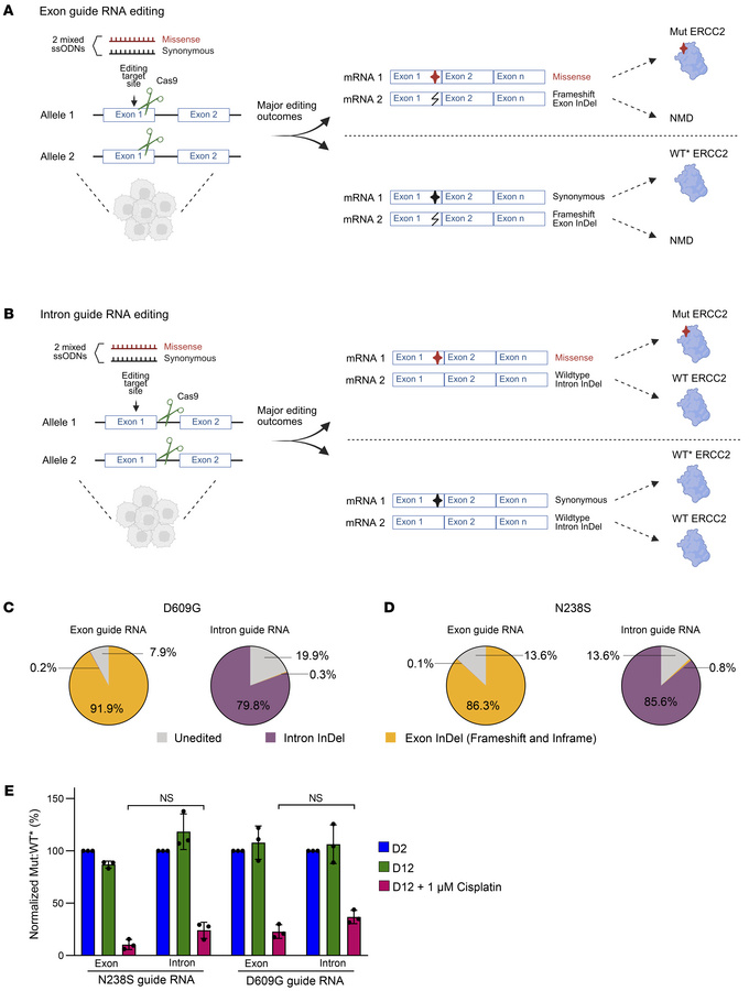 Single allele editing CRISPR-Select to quantify functional impacts of he...