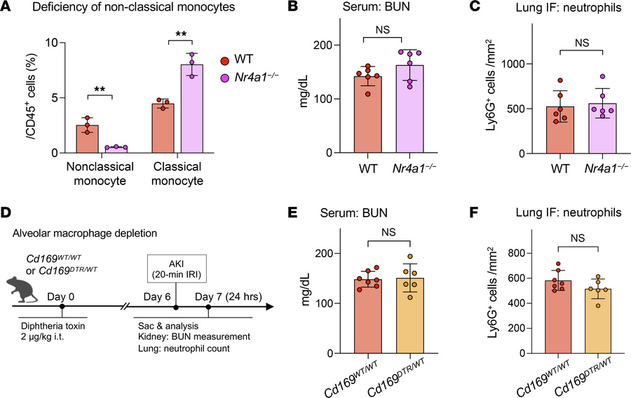 Neither nonclassical monocytes nor alveolar macrophages drive capillary ...