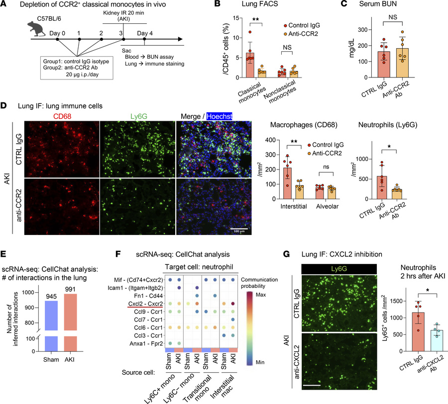 CCR2+ classical monocytes and CXCL2/CXCR2 signaling drive lung capillary...