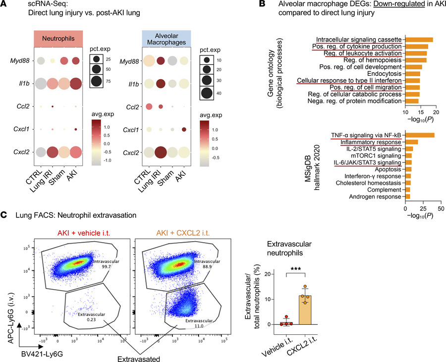Comparative analysis of lung scRNA-Seq data reveals that remote lung inj...