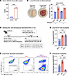 AKI induces intravascular neutrophil accumulation in the lungs.