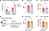 Neither nonclassical monocytes nor alveolar macrophages drive capillary neu