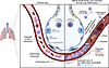Schematic summary.