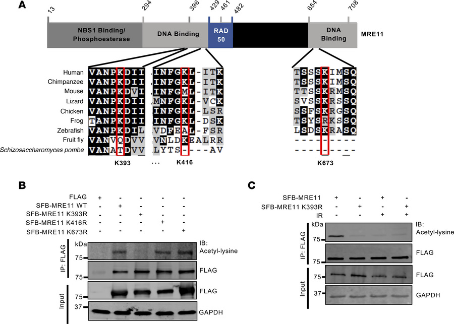 MRE11 is acetylated at K393.
(A) Schematic of MRE11 protein depicting ke...