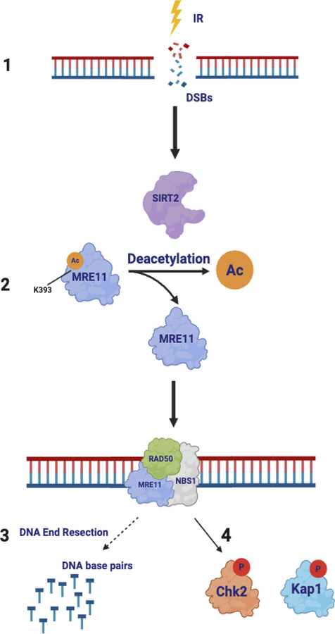 Model of SIRT2 regulation of MRE11 in the DDR.
(Step 1) DNA damage resul...