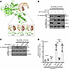 MRE11 K393 deacetylation by SIRT2 in response to DNA damage promotes its bi