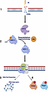 Model of SIRT2 regulation of MRE11 in the DDR.