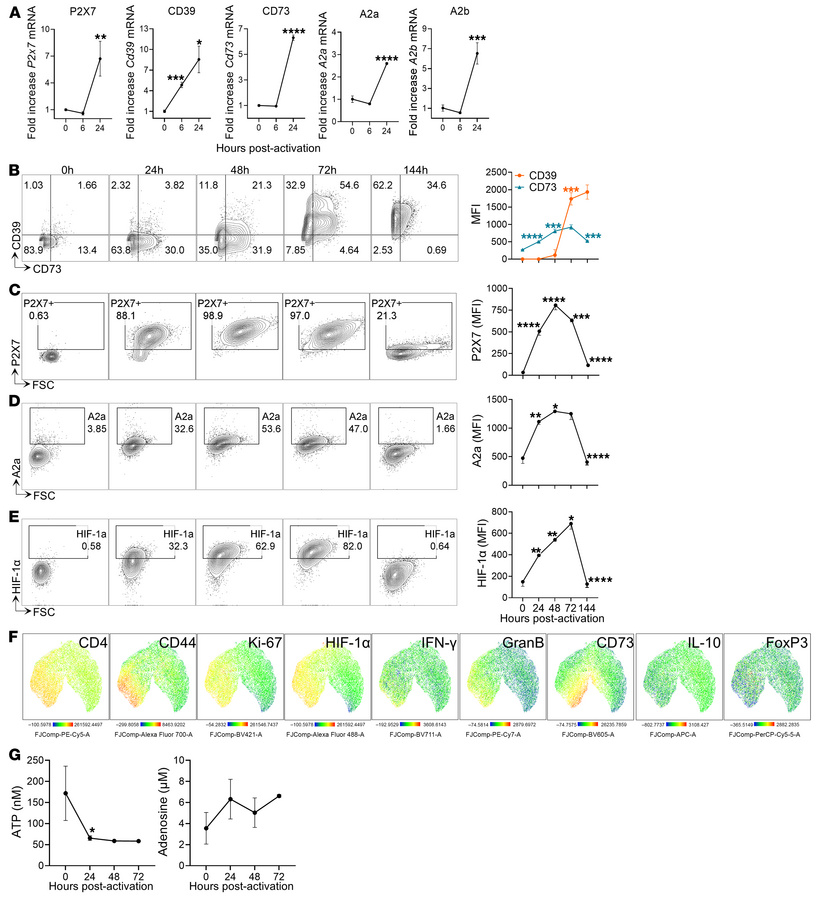 Dynamic of purinergic signaling components during CD4+ T cell activation...
