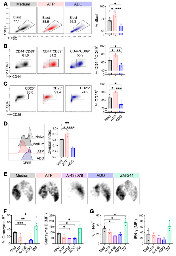 Extracellular ATP and ADO differentially impact CD4+ T cell activation a...