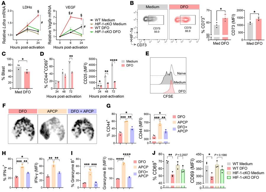 HIF-1α stabilization potentiates the effects of CD73.
Naive CD4+ T cells...