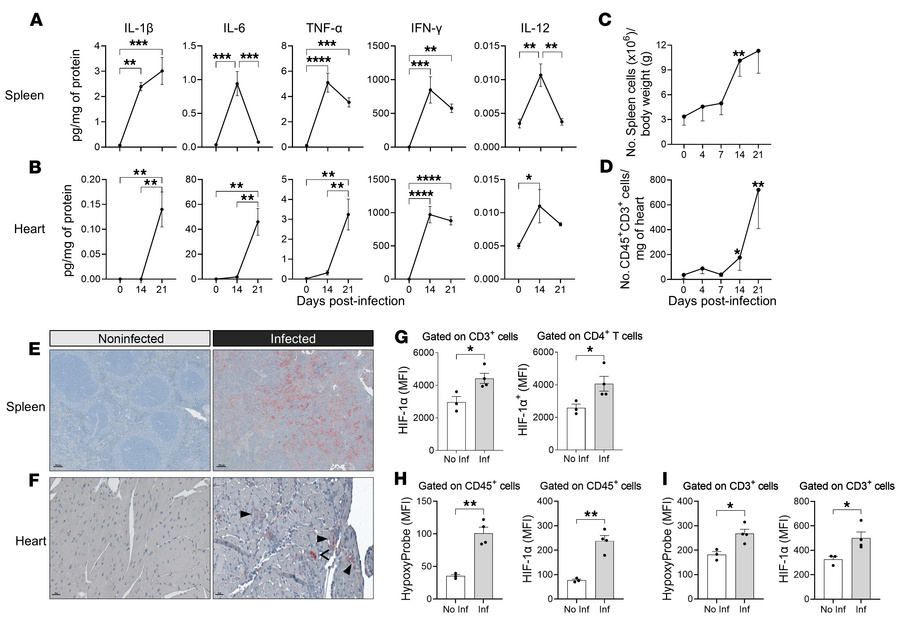 
T.cruzi infection induces HIF-1α stabilization in T cells from target t...