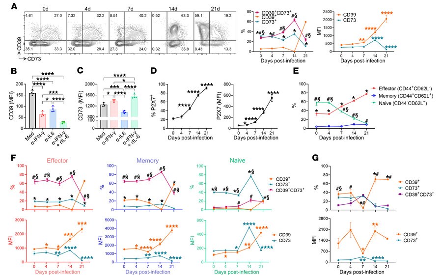 
T.cruzi infection expands a CD39+CD73–P2X7+ CD4+ T cell population.
(A)...