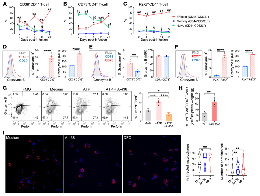 ATP potentiates and CD73 activity regulates the anti–T. cruzi CD4+ T cel...