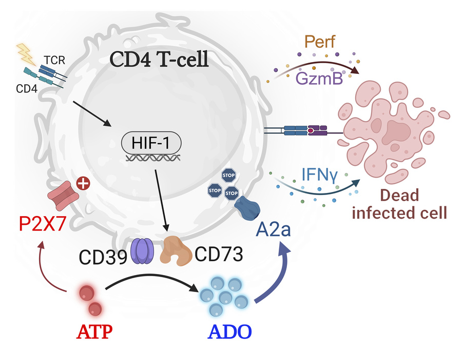 graphical abstract