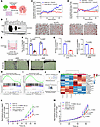 ST6GalNAc-I and MUC5AC promote proliferation and endothelial cell migration