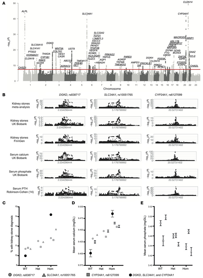 Genetic associations of KSD and serum calcium and phosphate concentratio...