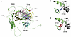 3D modeling of kidney stone–associated DGKδ variants.