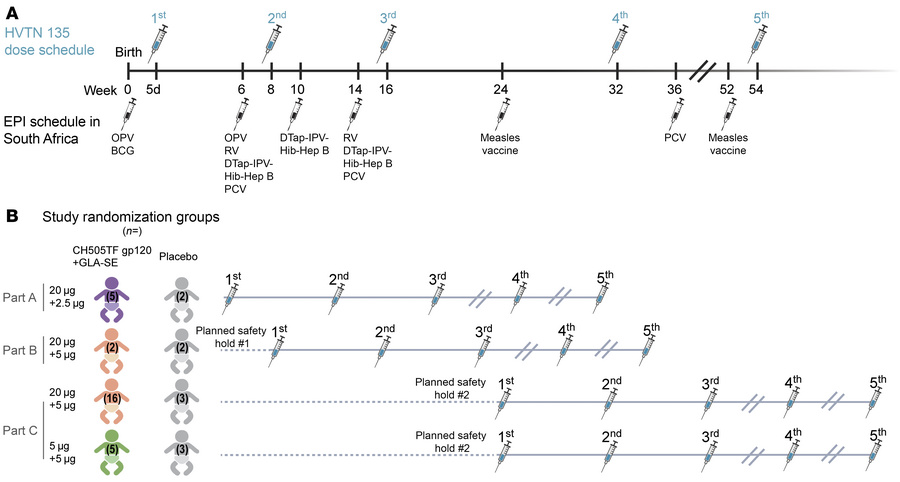 Study design.
(A) Vaccine dosing schedule in relation to EPI vaccination...