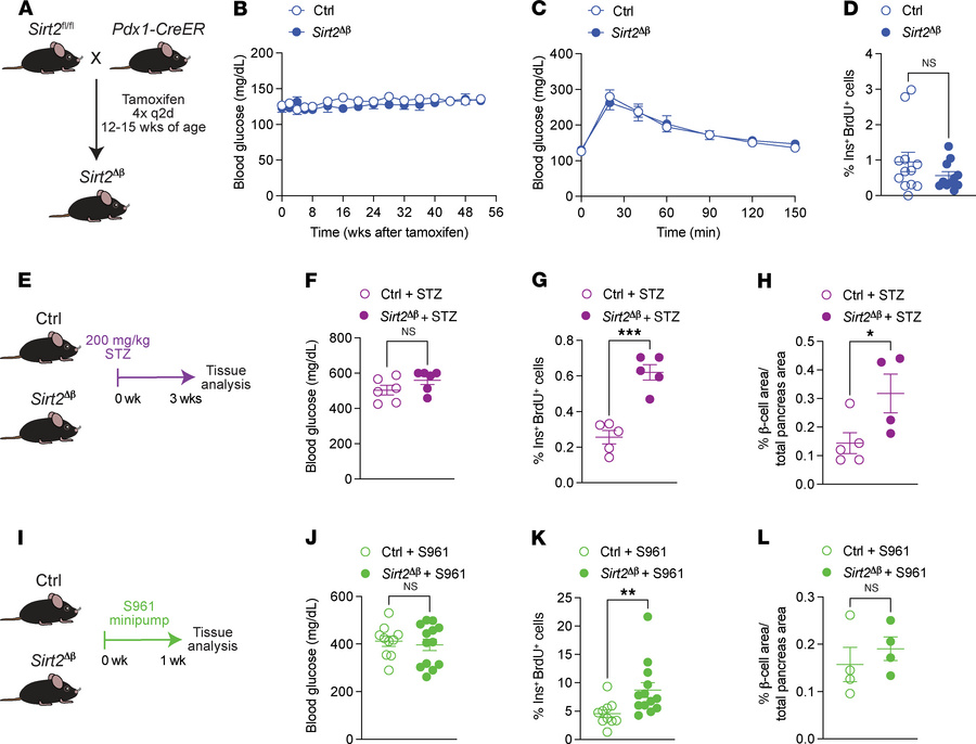 
Sirt2 inactivation enhances β cell proliferation in hyperglycemic condi...