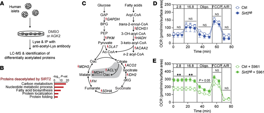 SIRT2 deacetylates metabolic enzymes and restrains islet OxPhos during h...