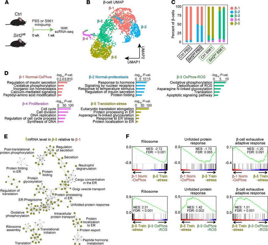 
Sirt2 inactivation affects the transcriptional response of β cells to h...