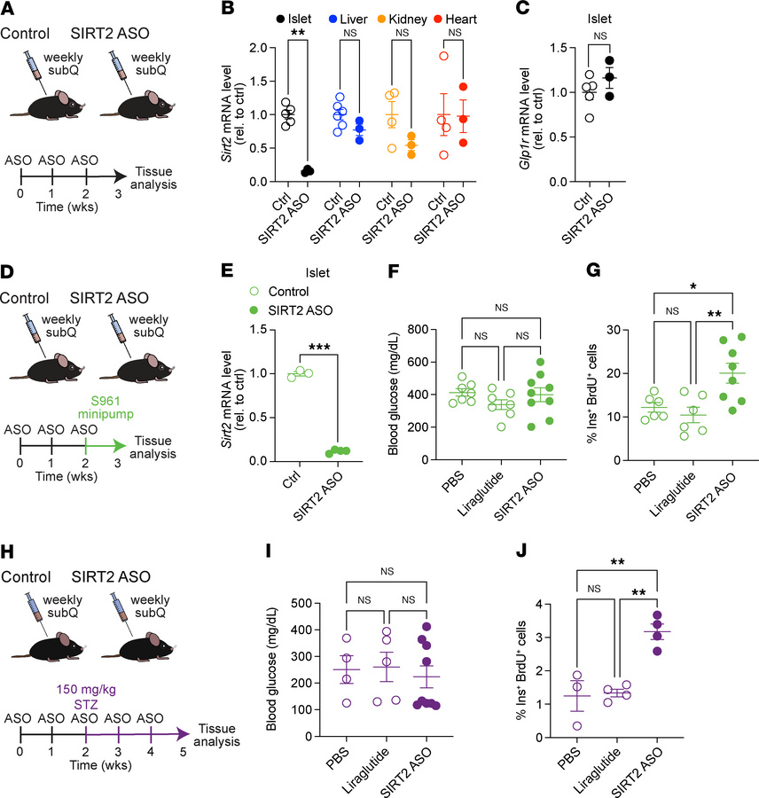 β Cell–targeted Sirt2 ASO enhances β cell proliferation under hyperglyce...