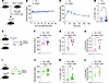 Sirt2 inactivation enhances β cell proliferation in hyperglycemic condition