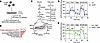 SIRT2 deacetylates metabolic enzymes and restrains islet OxPhos during hype