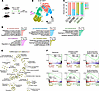 Sirt2 inactivation affects the transcriptional response of β cells to hyper