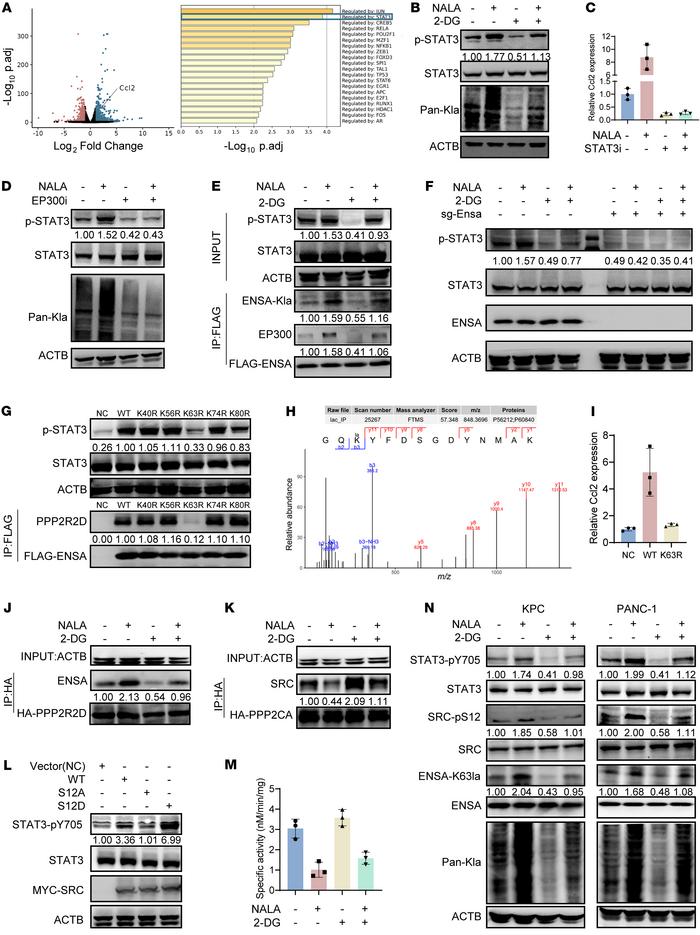 ENSA K63 lactylation upregulates STAT3/CCL2 signaling via PP2A and SRC.
...