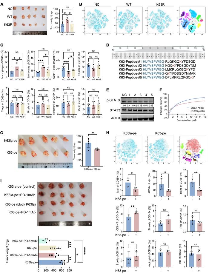 Design of a peptide inhibitor specifically targeting ENSA-K63la.
(A) Ens...