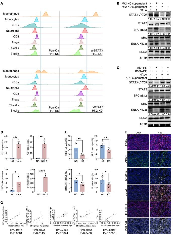 Lactate accumulation reprograms TAMs by ENSA lactylation.
(A) Pan-Kla an...