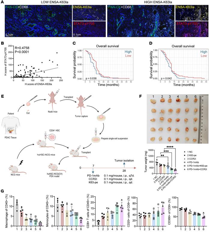 ENSA-K63la/STAT3-pY705/CCL2 axis is a therapeutic target for human PDAC....
