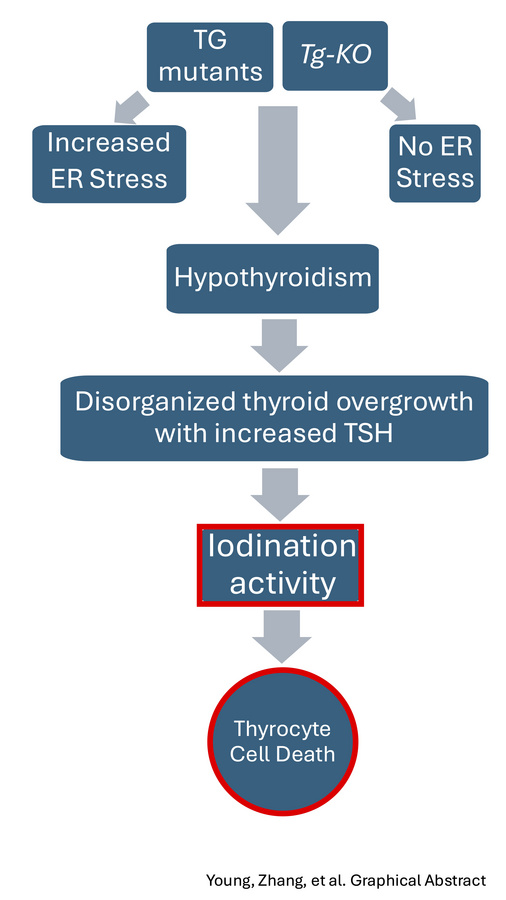 graphical abstract