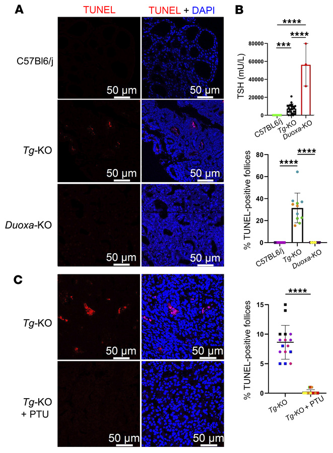 Thyroid cell death is inhibited by disruption upon impairment of the enz...