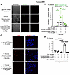 In vitro, moderate enzymatically generated extracellular H2O2 is not suffic