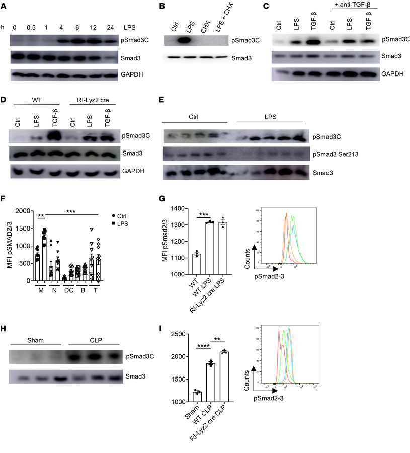 LPS activates Smad3 in a TGF-β–independent manner.
(A) Abundance of the ...