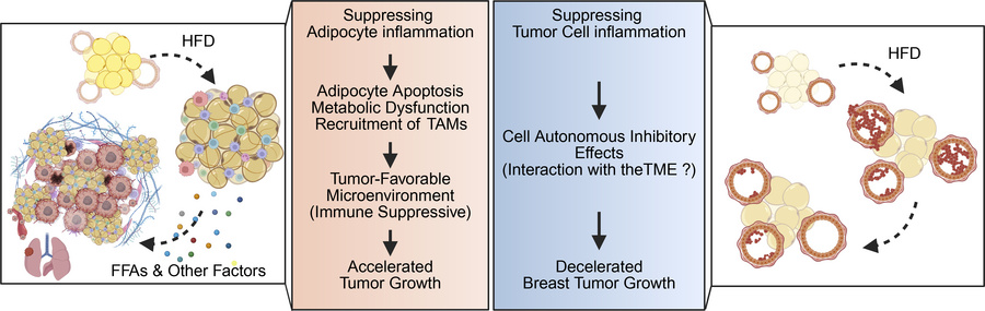 graphical abstract