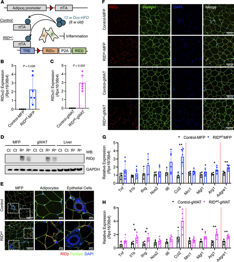 RIDα/β and inflammatory gene expression in RIDad mice.
(A) Schematic rep...