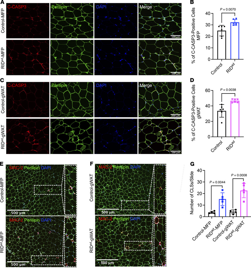 Increased adipocyte apoptosis and crown-like structure formation in RIDa...