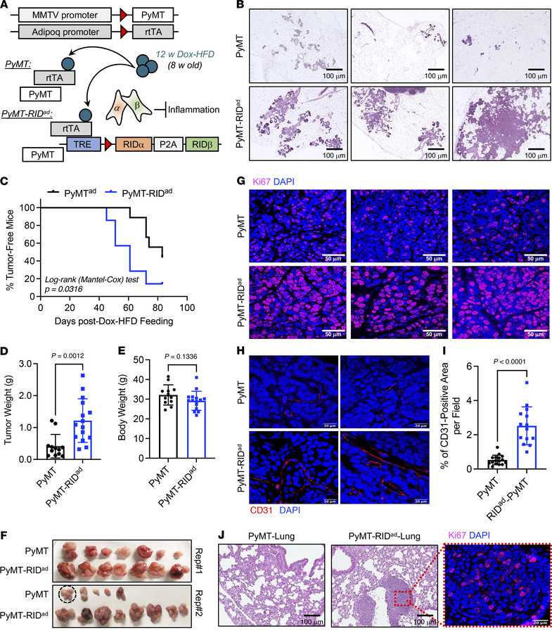 Earlier mammary tumor onset, accelerated tumor growth, and a higher inci...