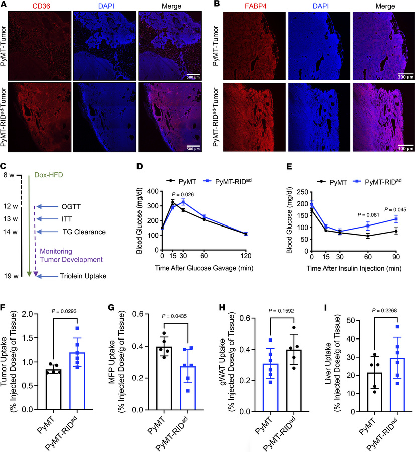 Metabolic dysfunction and increased lipid uptake in tumors of PyMT-RIDad...