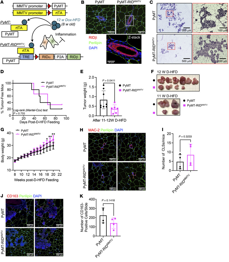 Decelerated mammary tumor growth but unchanged tumor onset and tissue ma...