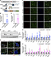 RIDα/β and inflammatory gene expression in RIDad mice.