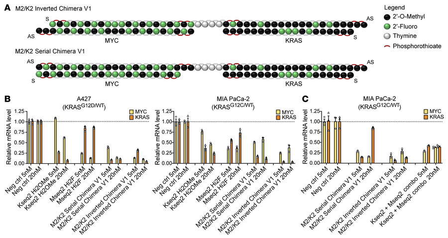 Design and in vitro activity of MYC/KRAS chimeric siRNAs.
(A) Structures...