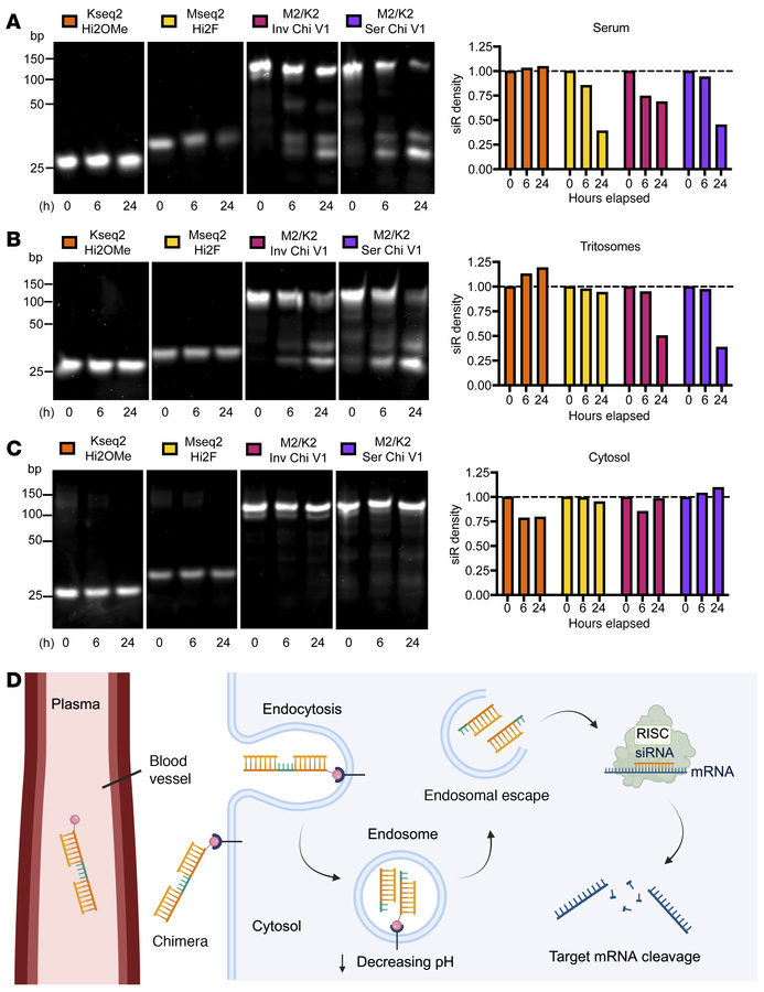Stability of MYC/KRAS chimeric siRNAs in different cellular conditions.
...