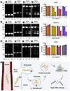 Stability of MYC/KRAS chimeric siRNAs in different cellular conditions.