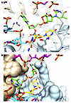 Model of inverted chimeric siRNA cleavage product within Ago2 complex.