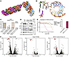 Characterization of MYC/KRAS inverted chimeric siRNA with enhanced 2′OMe ch