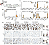 Characterization of receptor-targeting ligand GE11.